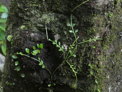 Asplenium prolongatum
