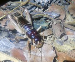 Apterogryllus bathurstis