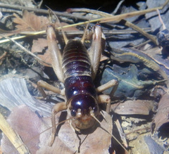 Apterogryllus bathurstis