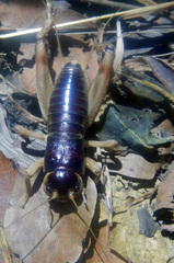 Apterogryllus bathurstis