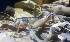 Apterogryllus bathurstis