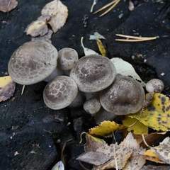 Hypsizygus tessulatus