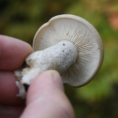 Hypsizygus tessulatus