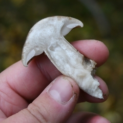 Hypsizygus tessulatus