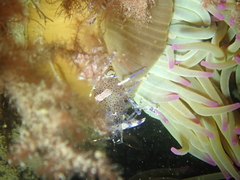 Periclimenes sagittifer