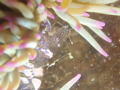 Periclimenes sagittifer