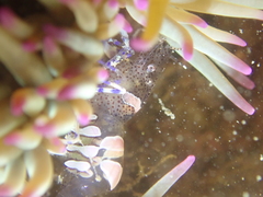 Periclimenes sagittifer