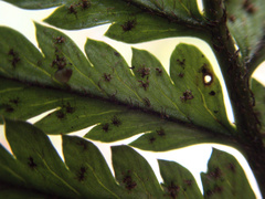 Polystichum neozelandicum