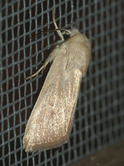 Mythimna sicula