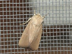 Mythimna sicula