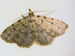 Orectis proboscidata