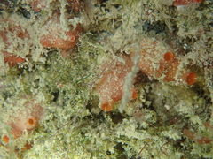 Dendrodoa grossularia