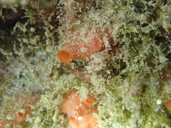 Dendrodoa grossularia