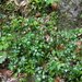 Isoglossa - Photo (c) Aaron Liston, some rights reserved (CC BY), uploaded by Aaron Liston
