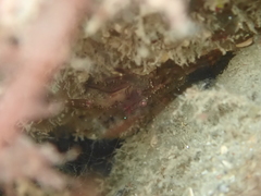 Galathea squamifera