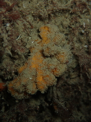 Stelligera montagui