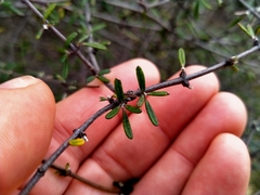Olearia bullata