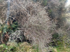 Olearia bullata