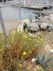 Grindelia stricta angustifolia