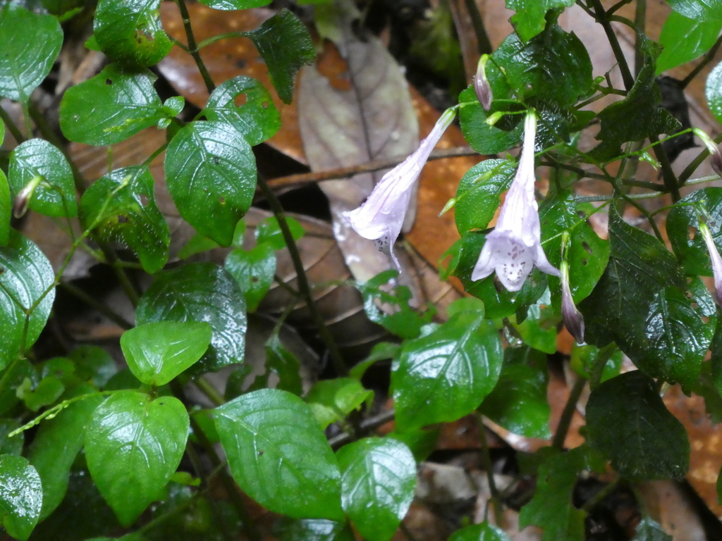 Isoglossa collina