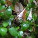 Isoglossa collina - Photo (c) Aaron Liston,  זכויות יוצרים חלקיות (CC BY), הועלה על ידי Aaron Liston