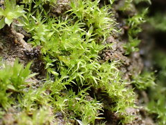 Dicranella staphylina