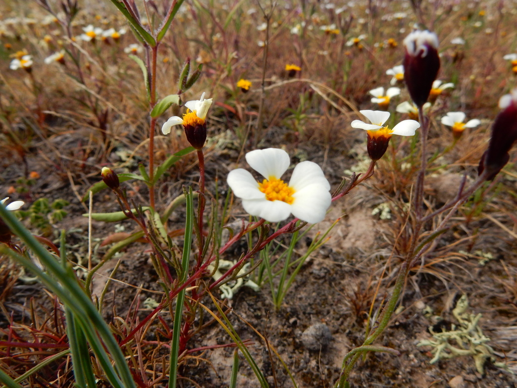 Thymophylla aurantiaca