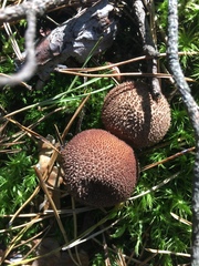 Lycoperdon umbrinum