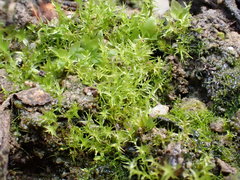 Dicranella staphylina