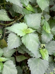 Laportea peduncularis latidens