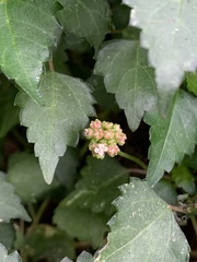 Laportea peduncularis latidens