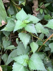 Laportea peduncularis latidens