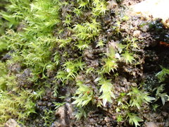 Dicranella staphylina