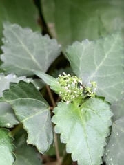 Laportea peduncularis latidens