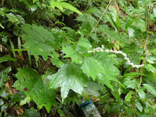 Image of Boehmeria tricuspis by (c) Aaron Liston, some rights reserved (CC BY)