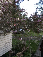 Taxandria juniperina