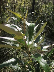 Astrotricha intermedia