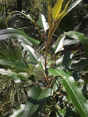 Astrotricha intermedia