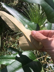 Astrotricha intermedia