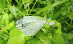 Leptosia nina