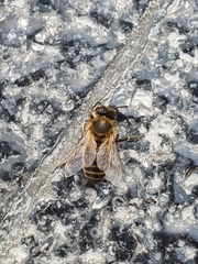 Apis mellifera