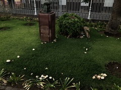 Chlorophyllum molybdites