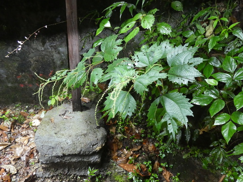 tricuspidate falsenettle (Boehmeria tricuspis)