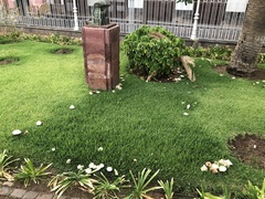 Chlorophyllum molybdites