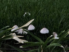 Chlorophyllum molybdites