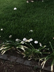 Chlorophyllum molybdites