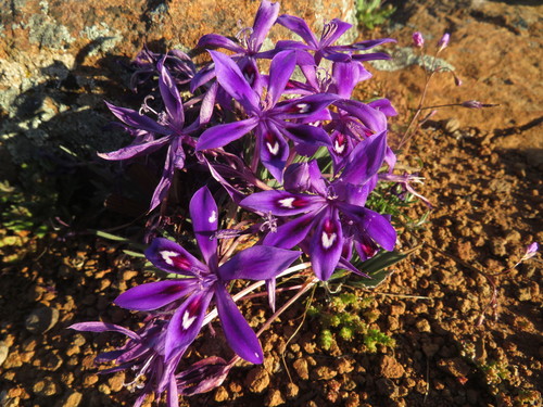 Image of Babiana praemorsa by (c) James Deacon, some rights reserved (CC BY-SA)