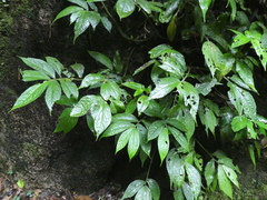 Elatostema