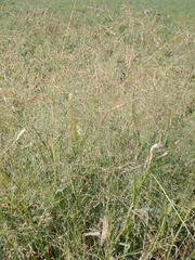 Panicum schinzii