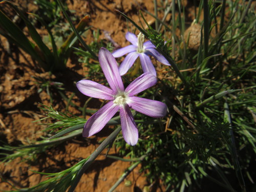 Hantam Froetang (Romulea hantamensis)